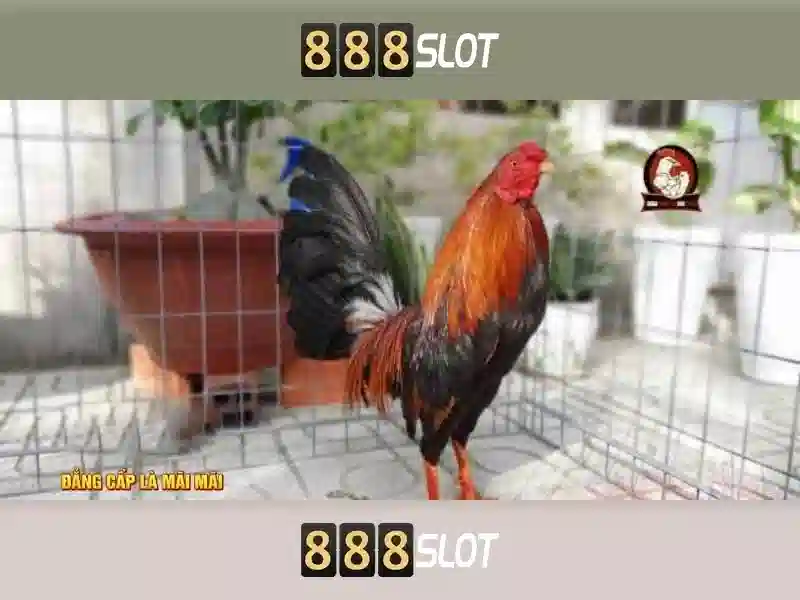 Trải nghiệm người chơi